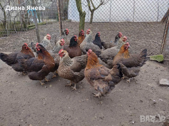 Продавам катунски кокошки, снимка 5 - Кокошки и пуйки - 54438394