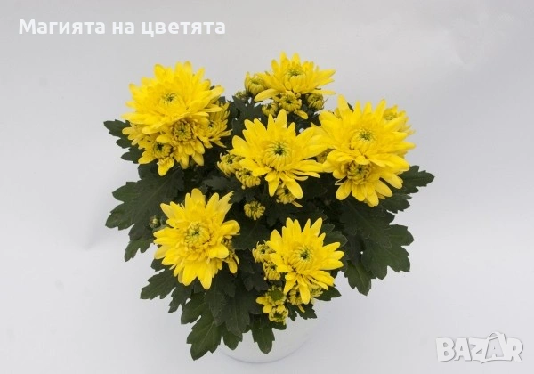 Хризантема Кайман жълта