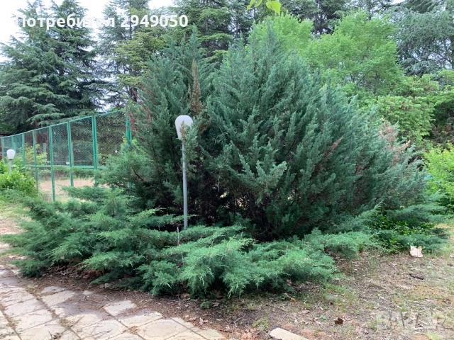 Почистване на дворове и всякакъв вид парцели, снимка 3 - Други услуги - 54068795