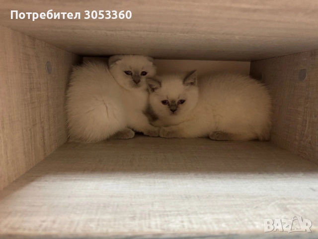 Шотландски късокосмести котенца, снимка 6 - Британска късокосместа - 54502703