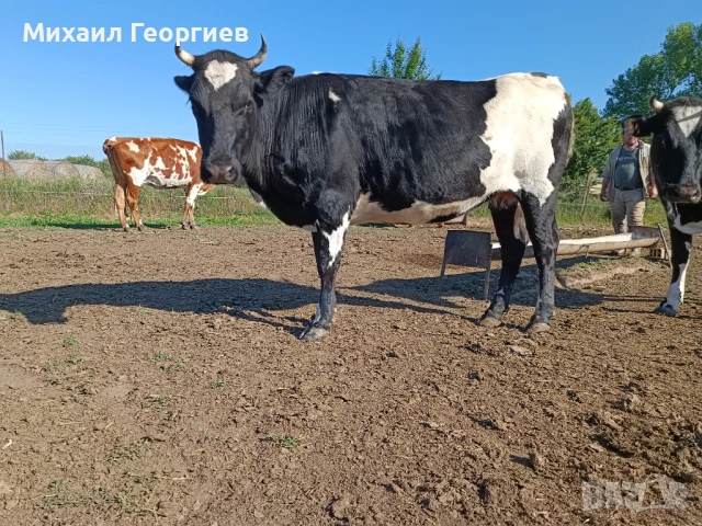 Продават се, снимка 6 - Крави - 54710130