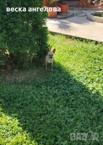 Мини чихуахуа момиче, снимка 3 - Чихуахуа - 54126050