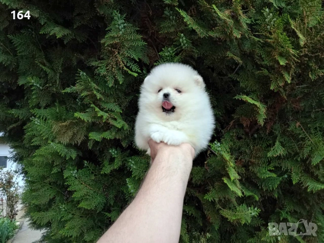 Бял мъжки Померан. Реални снимки от 21.04.2026 г. 