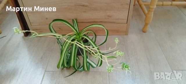 Хлорофитум (Chlorophytum) 