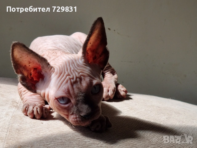 Канадски сфинкс, котенца, снимка 7 - Сфинксове - 54595069