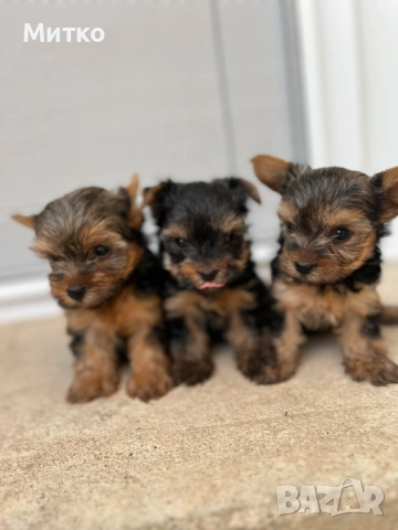 Йоркширски териер , снимка 3 - Йоркширски териер - 51544633