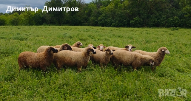 продавам 10 агнета ,коза и две ярета 