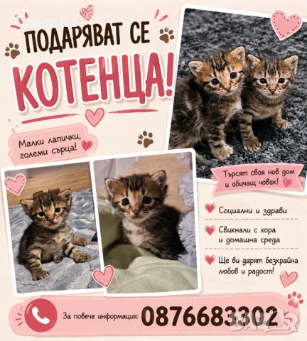Подаряват се котенца