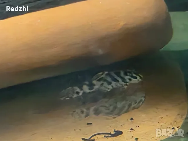 L236 pleco - 3+ см, снимка 8 - Рибки - 55546481