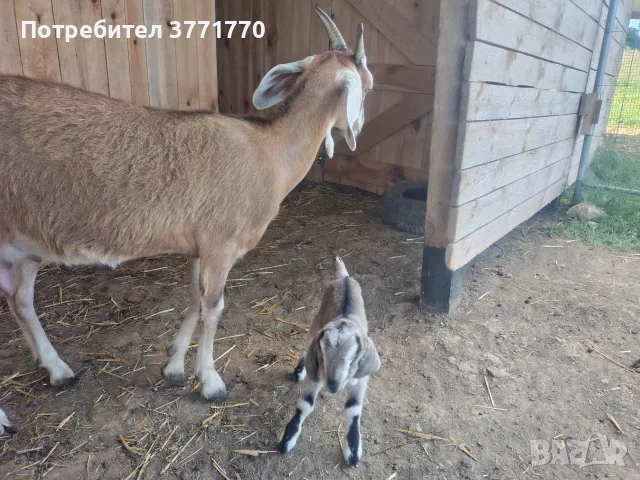 Мъжко козле Мини Нубиан (Mini Nubian), родено на 14.06.2026 г., снимка 4 - Кози - 55562042
