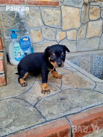 Пинчер , снимка 7 - Пинчер - 54253637