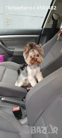 йоркширски териер 1кг, снимка 2 - Йоркширски териер - 54131522