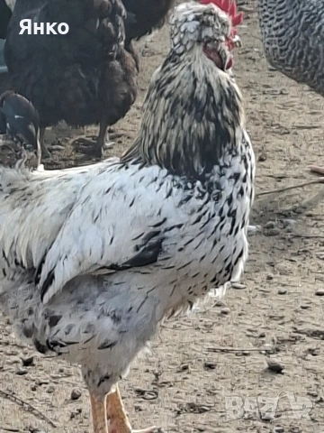 Петли, снимка 7 - Кокошки и пуйки - 54186401