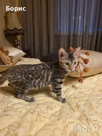 Бенгалска котка, снимка 3 - Бенгалски - 40146006