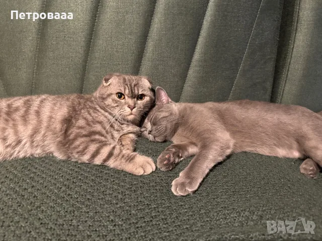 Британски / шотландски котенца , снимка 10 - Британска късокосместа - 55330784