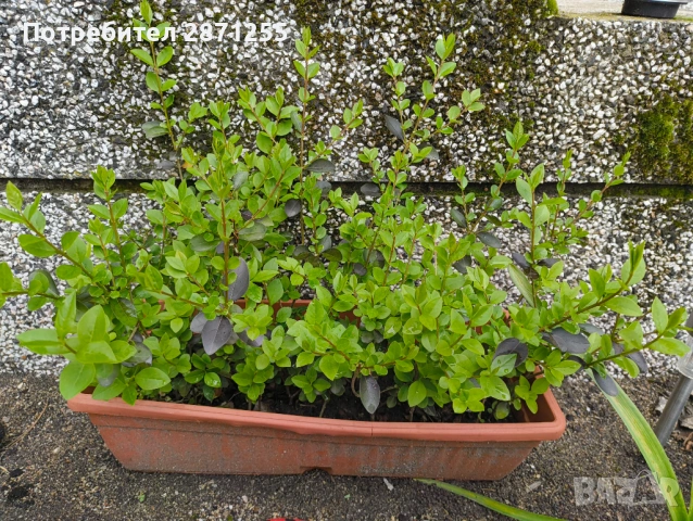 Лигуструм , снимка 3 - Градински цветя и растения - 54281588