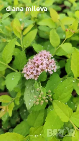 Японска спирея Голден принцес, Spiraea japonica Golden princess, снимка 9 - Градински цветя и растения - 55417808