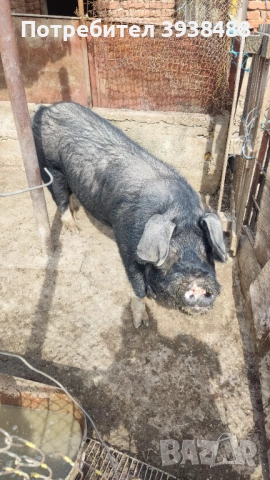 Продавам нерез Иберико 