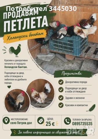 Продавам  петлета холандски бантам 