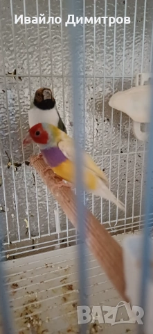 Гулдови амадини 