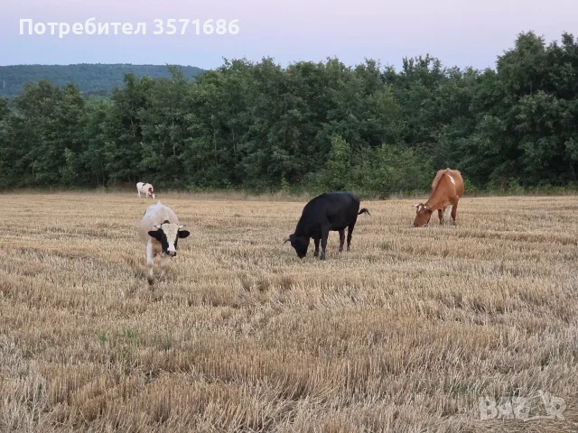 Продавам телета за доугояване , снимка 5 - Крави - 55568353