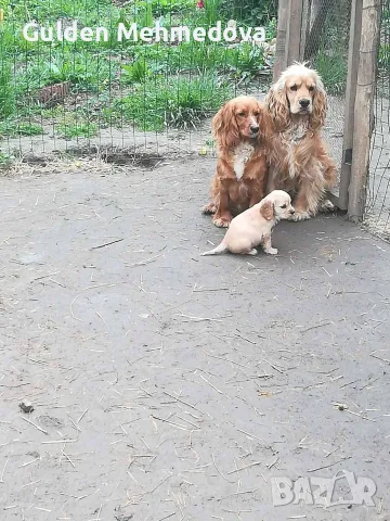 Кученца кокерчета