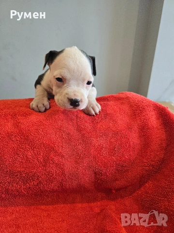 Американски стафордшир териер , снимка 13 - Американски стафордширски териер - 53970216