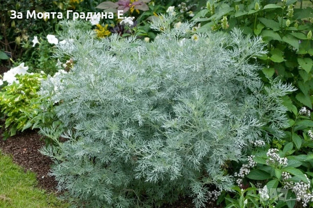 Пелин храстовиден, снимка 3 - Разсади - 54020180