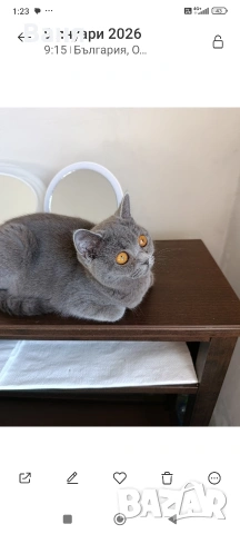 Британска котка, снимка 3 - Британска късокосместа - 54394983