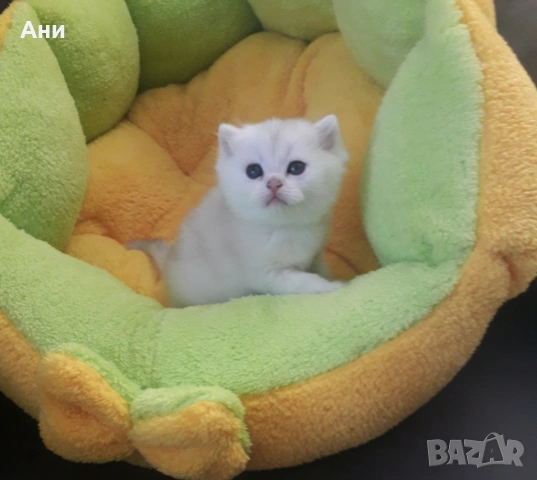 Уникални Котенца от Елитни Родители със Родословие