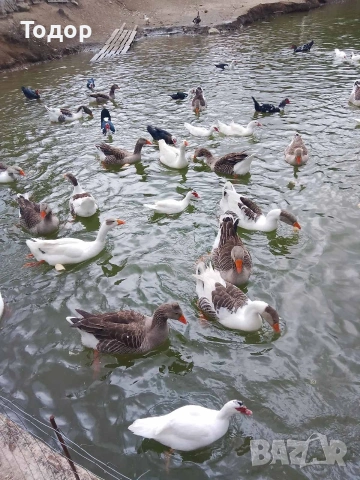 оплодени яйца от гъски , снимка 2 - Патици и гъски - 54019488