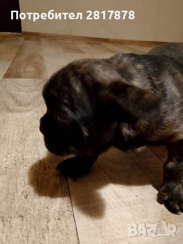 френско булдоче 