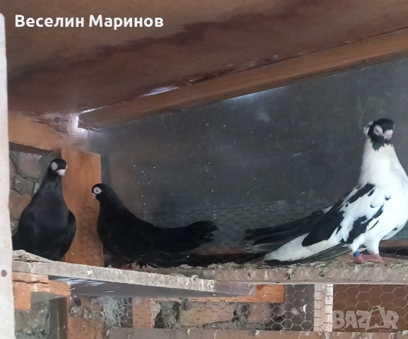   продавам  плевенски гълъби, снимка 12 - Гълъби - 54390862