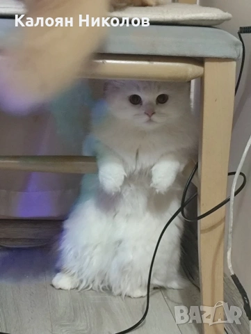 Бяла персийска котка