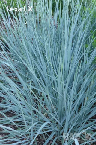 Пясъчен елимус декоративна сиво-синя трева - Elymus arenarius