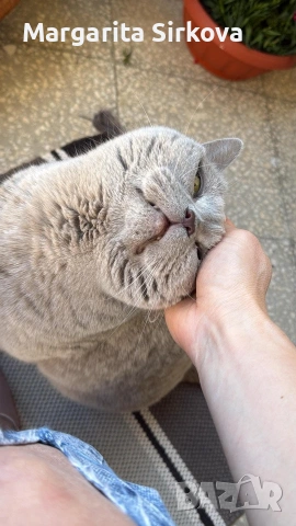 коте за осиновяване, снимка 2 - Други - 54683571