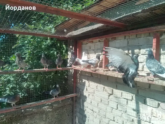 Продавам пазарджишки гълъби, снимка 6 - Гълъби - 54780576