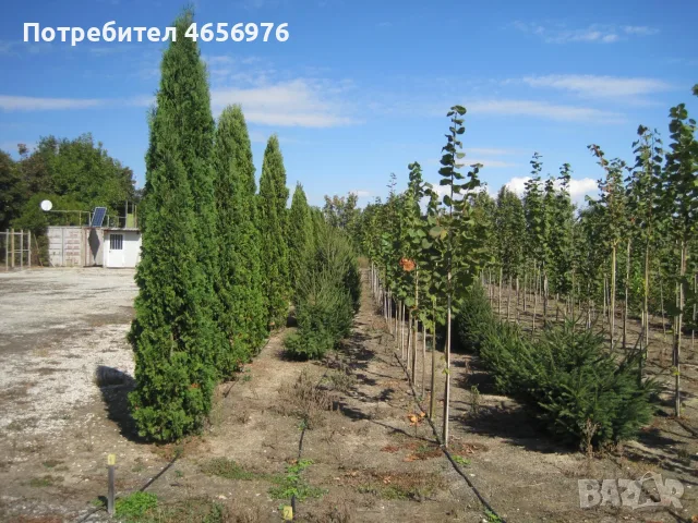 Производствена база за декоративни растения на бала, снимка 2 - Земеделска земя - 55585396