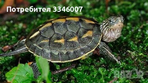 Хотел за екзотични животни, снимка 4 - Змии - 54117225