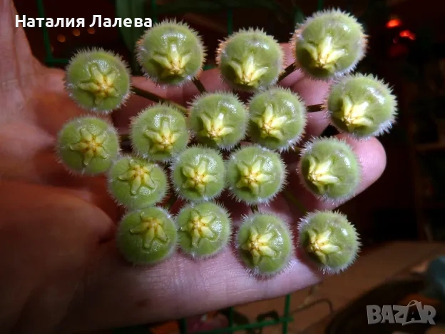 Хоя, hoya mirabilis