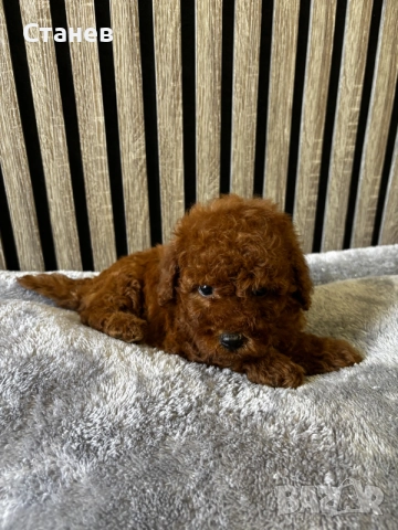 Мини пудел Момиче / Mini Poodle Girl
