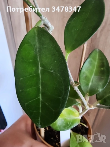 Хоя Elliptica Philippines