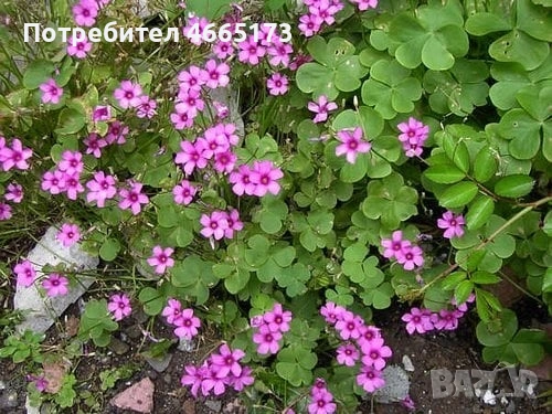 Комплект Цветя Детелини, снимка 2 - Стайни растения - 55017101