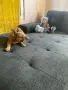 Две прекрасни момченца, снимка 8