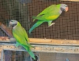 Китайски александър двойка(Psittacula derbiana), снимка 2
