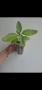 Каланхое, Kalanchoe Magic Bell, снимка 4