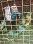 Продавам големи копринки , снимка 2