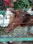 Гълъби Чирпански Жълти и Червени, снимка 1