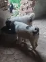 Българско овчарско куче, снимка 3