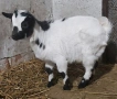 продавам холандски мини козички , снимка 4